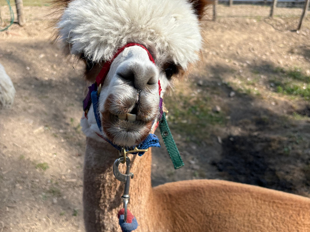 Lower Bush Alpacas-Cuxton必去景点