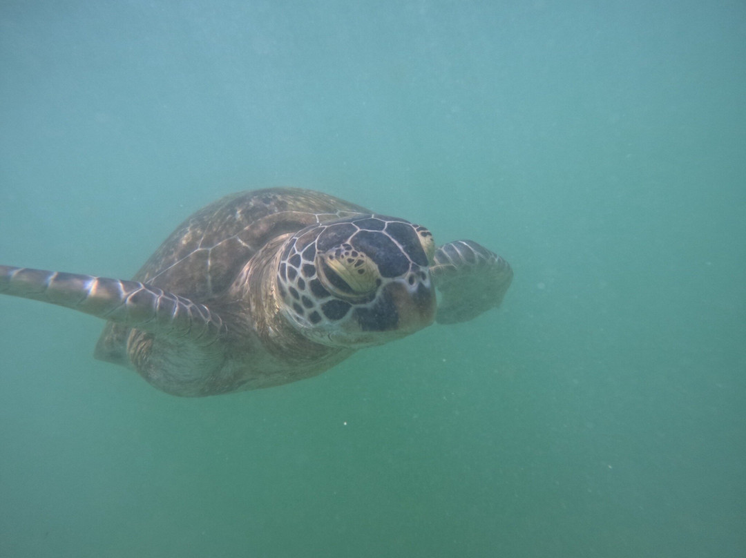 Mirissa Snorkling & Fishing Tours-美蕊沙必去景点