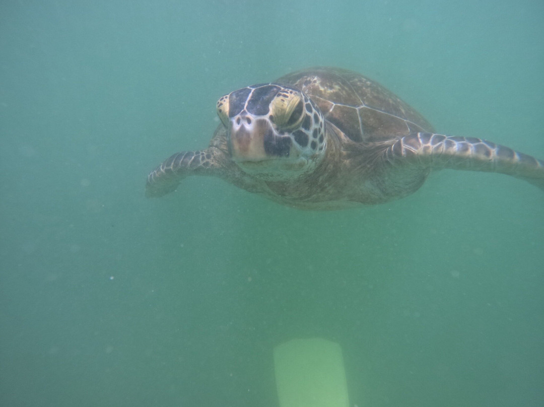 Mirissa Snorkling & Fishing Tours-美蕊沙必去景点