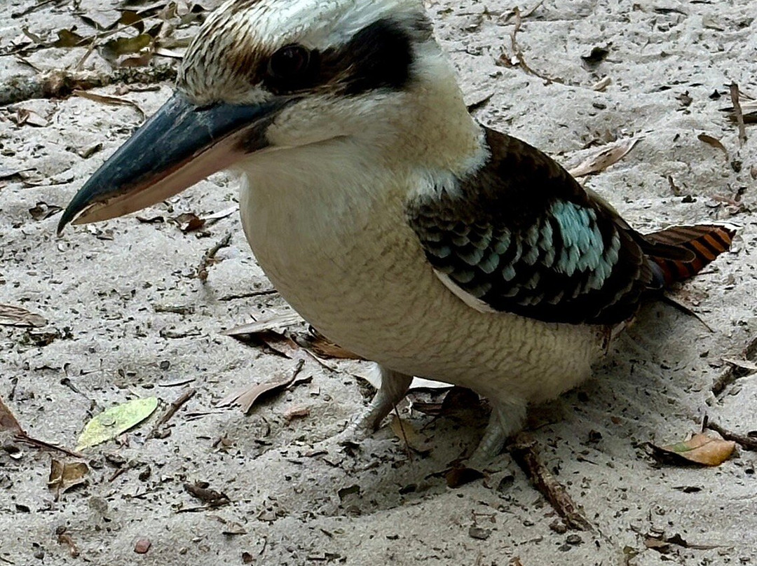 Fraser Experience Tours-赫维湾必去景点