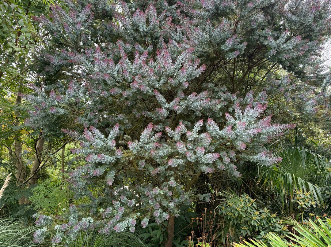 Logan Botanic Garden-Port Logan必去景点