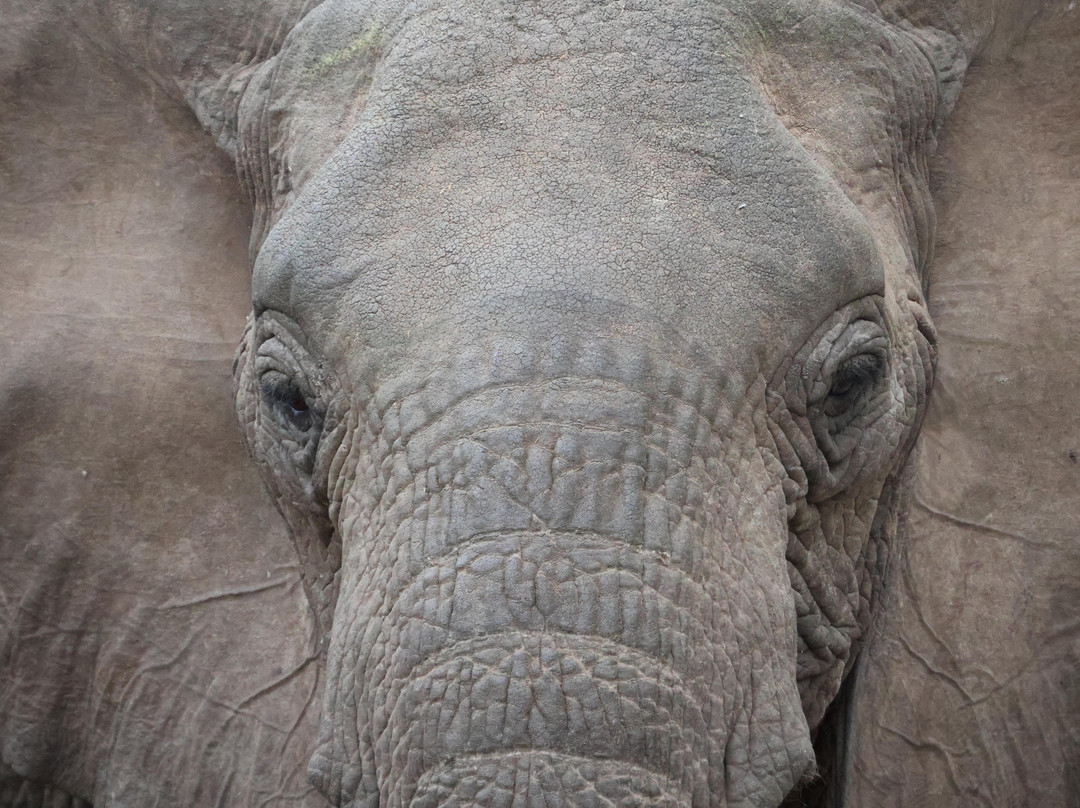 Entice Africa Safaris-内罗毕必去景点