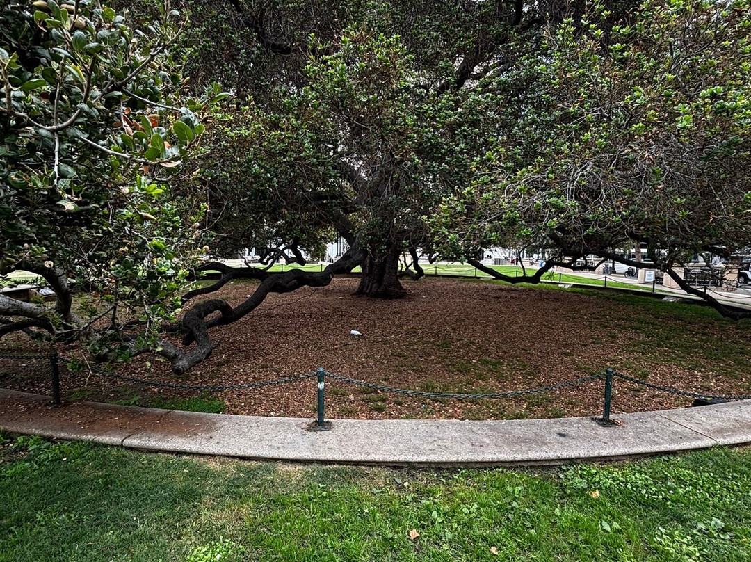 Old Oakland-奥克兰必去景点