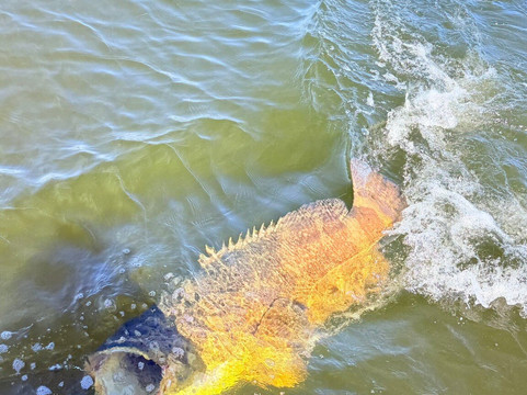 Boca Grande and Beyond-Boca Grande必去景点