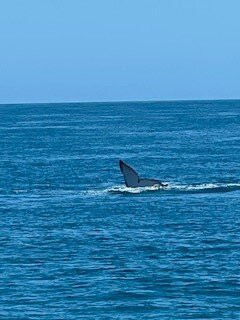 Blue Dolphin Marine Tours-尤兰根必去景点