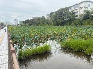 Kubota Castle-秋田市必去景点