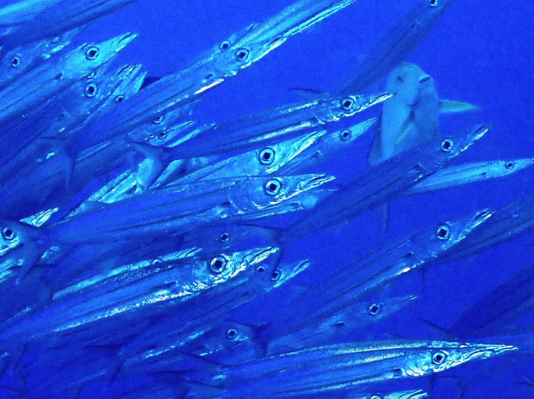 O2 Fakarava-Fakarava必去景点