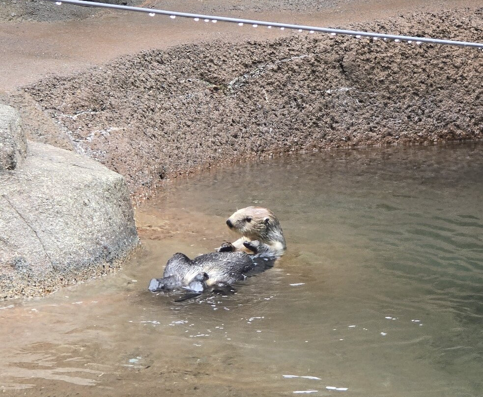 Point Defiance Zoo & Aquarium-塔科马必去景点