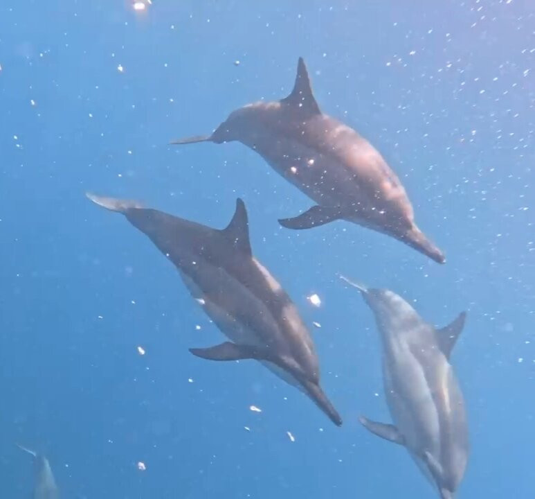 Dream Dolphin-黑河必去景点