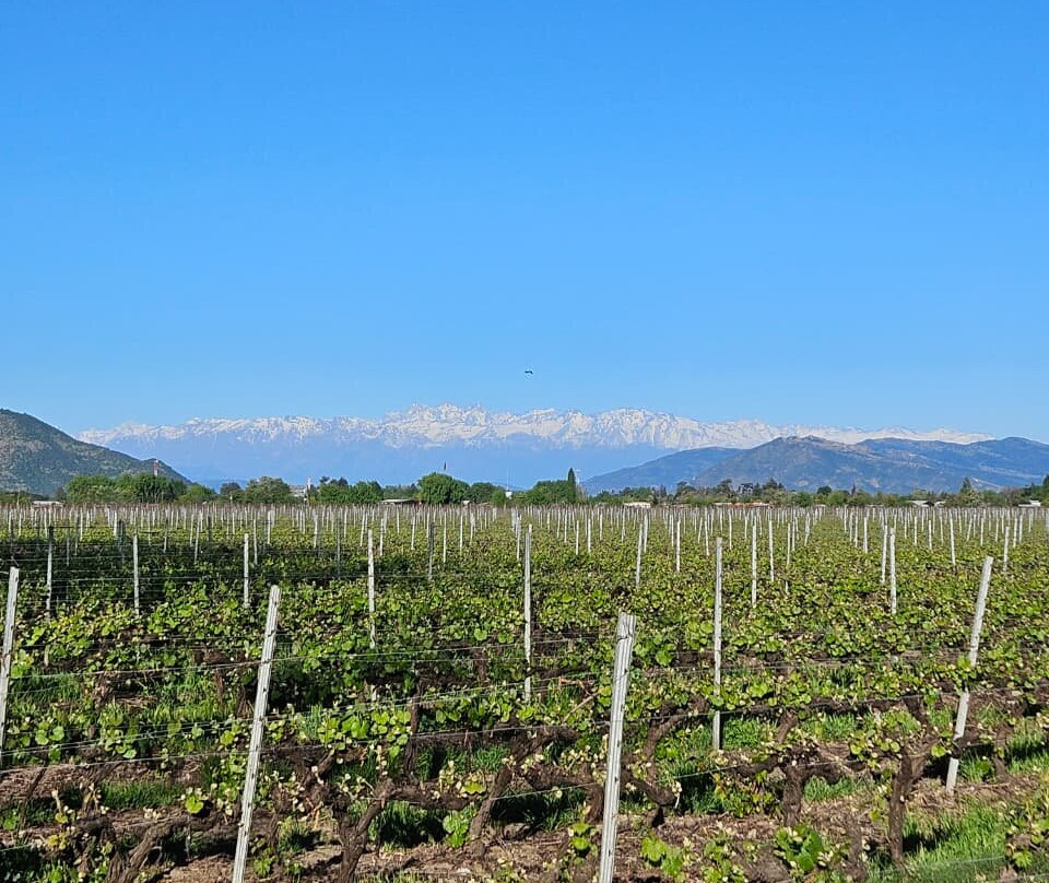 Colchagua Wine Tours-圣克鲁斯必去景点
