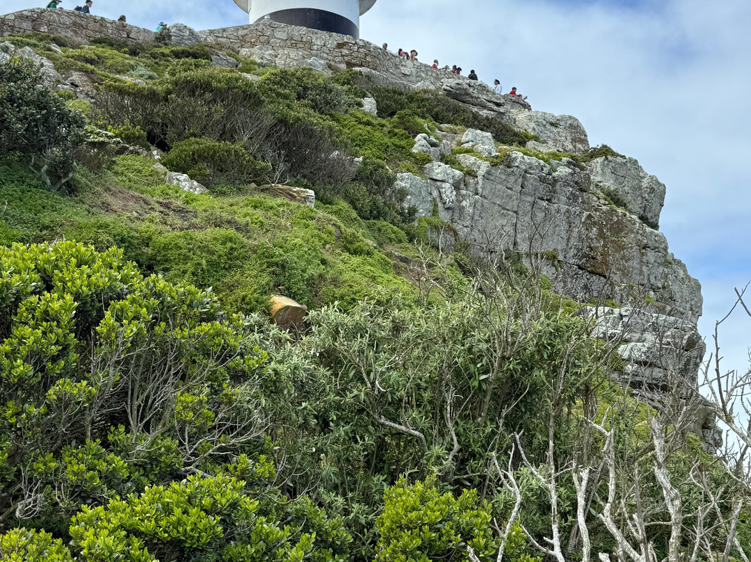 Escape to the Cape Sightseeing Tours-Rondebosch必去景点