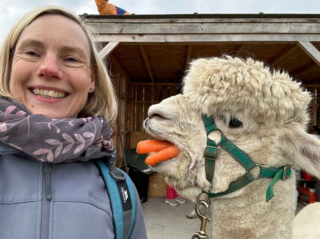 Cairngorm Alpacas