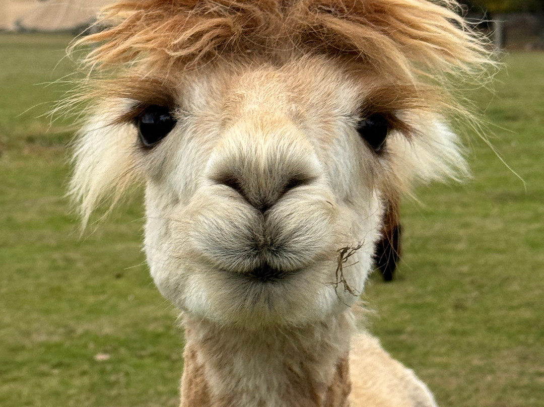 John Muir Alpacas-Dunbar必去景点