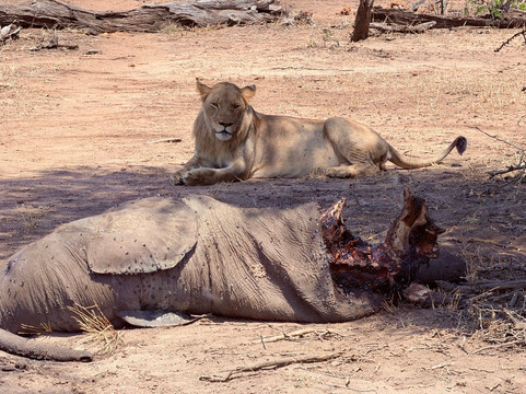 Bushbaby Tours And Transfers-霍德斯普鲁特必去景点