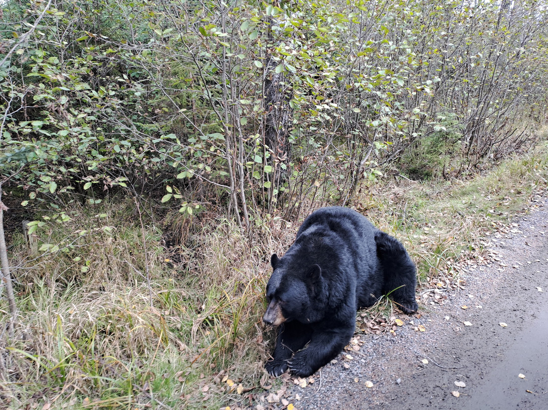 Zoo Sauvage of Saint-Felicien-Saint-Felicien必去景点