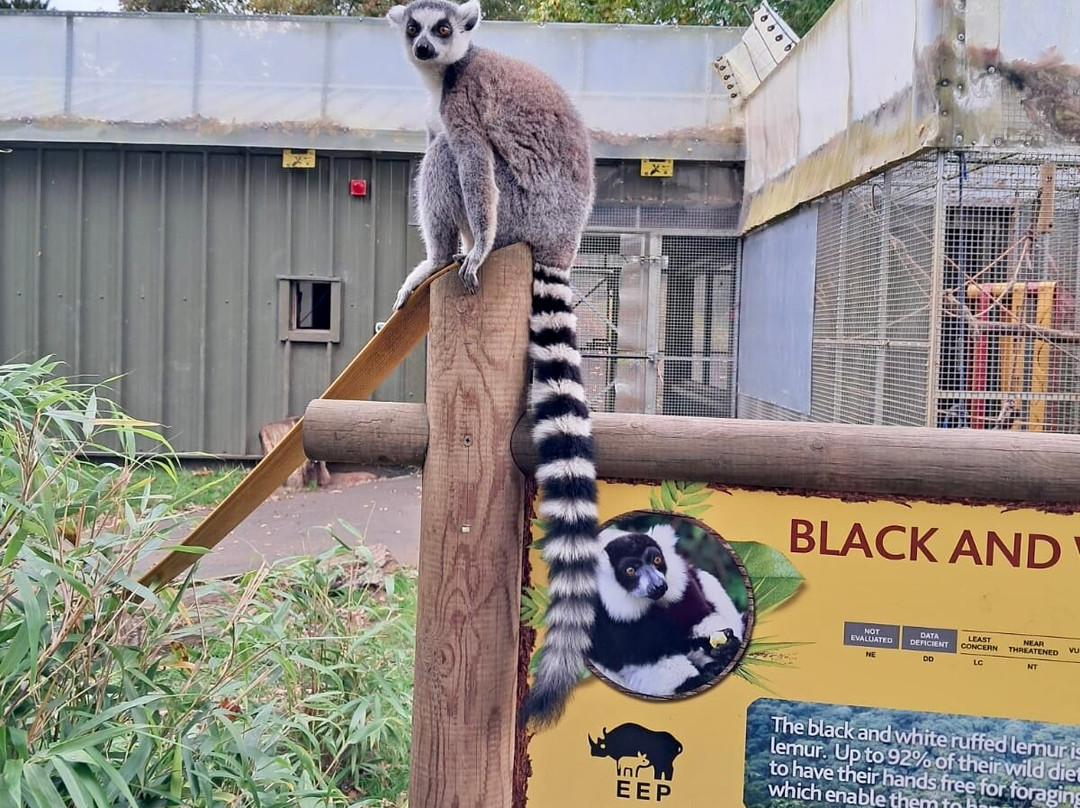 Woburn Safari Park-Woburn必去景点