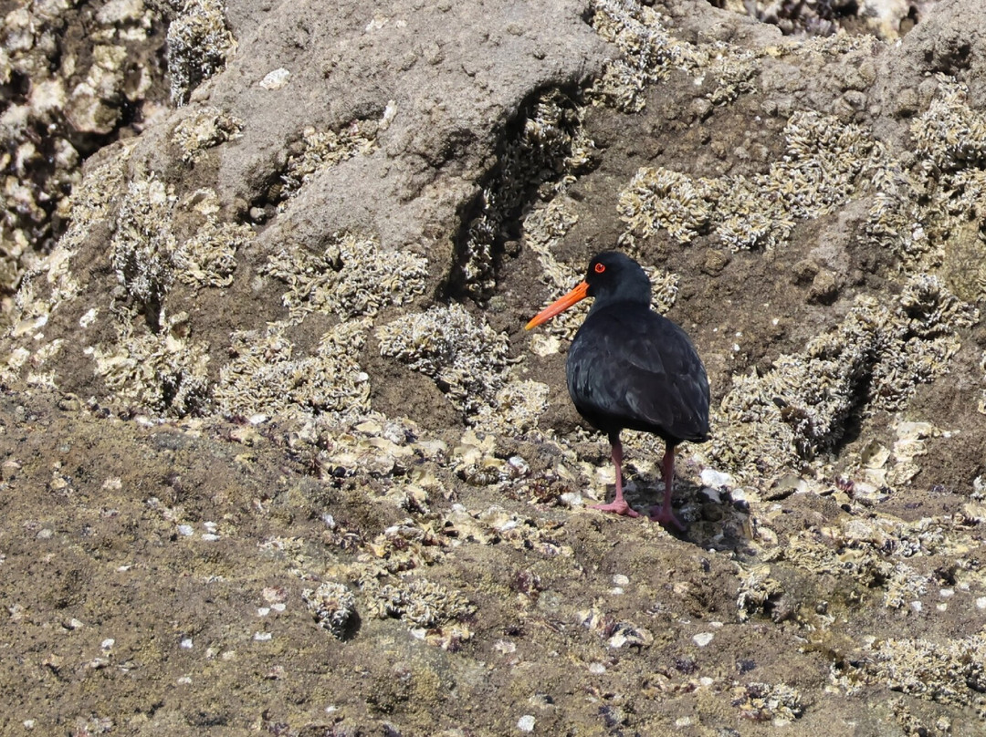 Split Apple Rock Cruise-凯特里特里必去景点