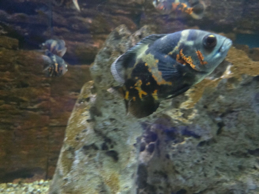 Ocean Aquarium-普它肋斯必去景点