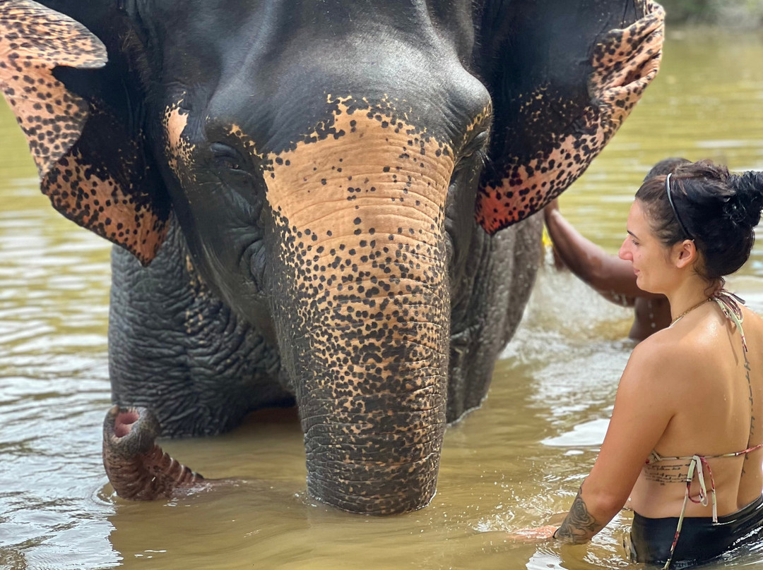 The Lake Phuket Elephant Home-Thep Krasatti必去景点
