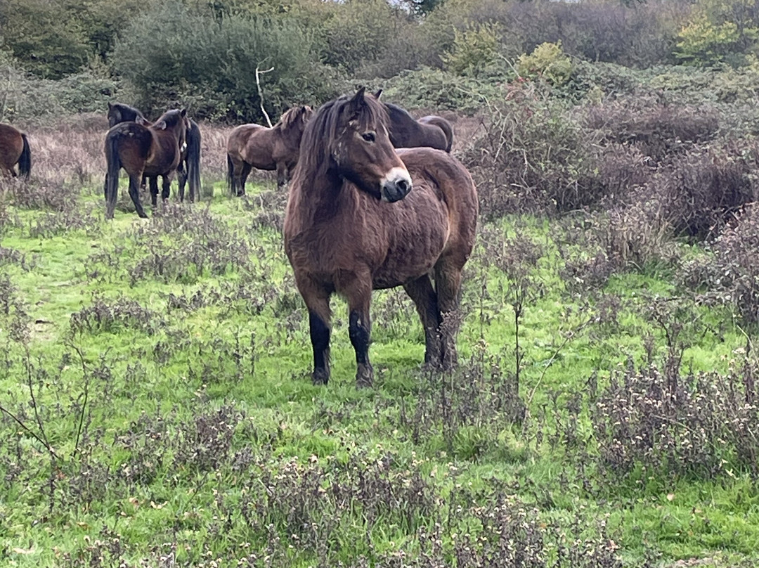 Knepp Wildland Safaris-霍舍姆必去景点