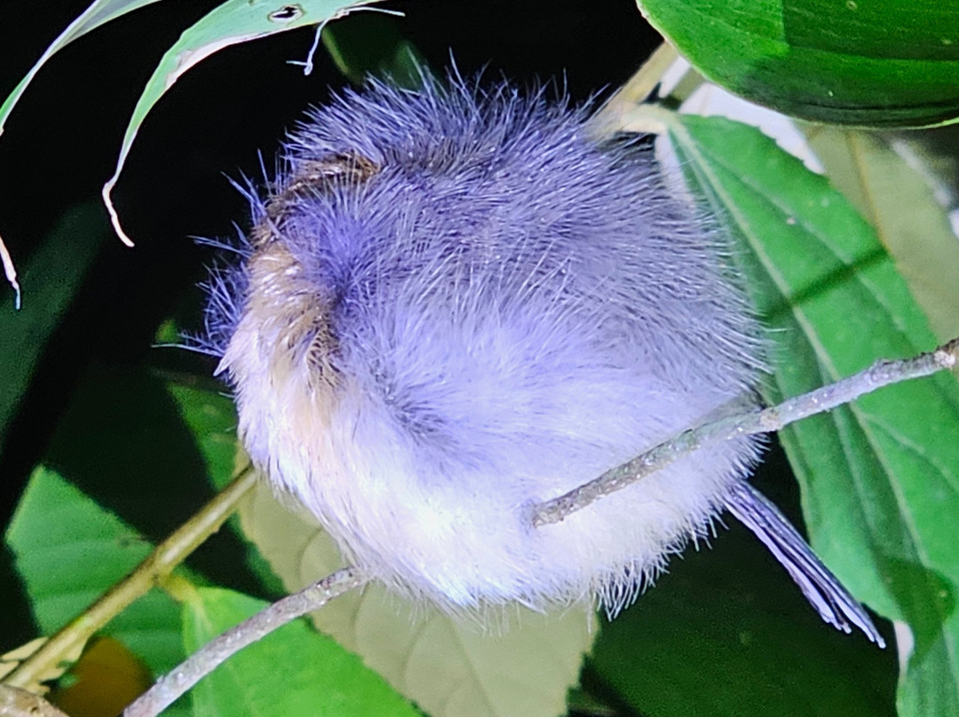 Jungle Night Walk-卡维塔必去景点