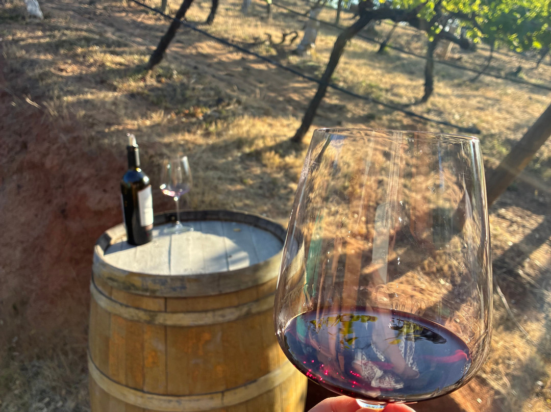 Viña Ventisquero - Mirador La Roblería-圣克鲁斯必去景点