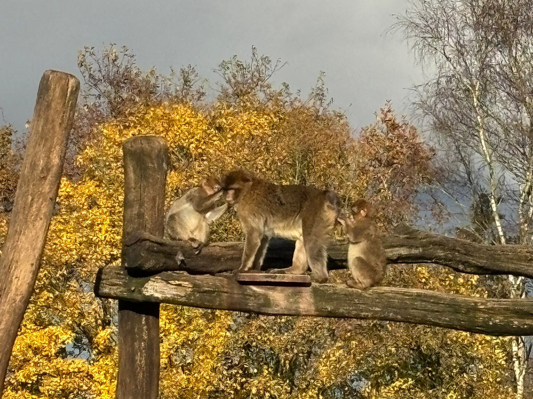Givskud Zoo - Zootopia-Give必去景点