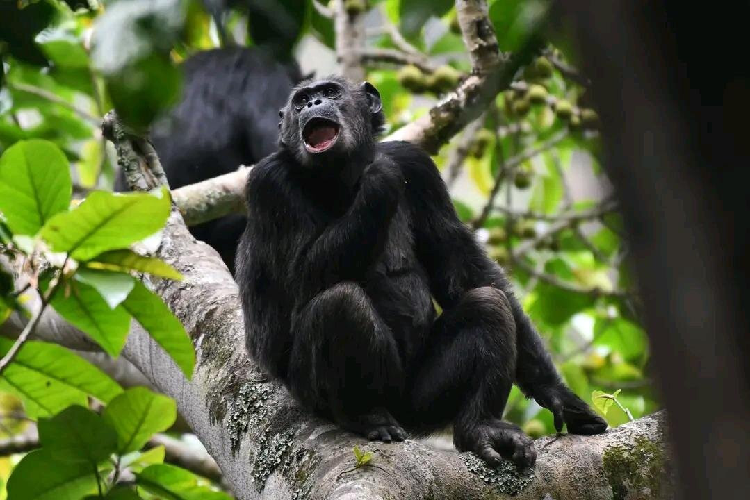 Nyungwe National Park - Rwanda-Western Province必去景点