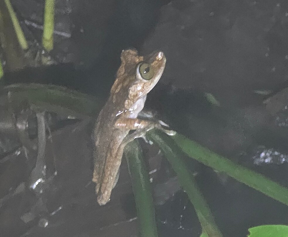 Wikiri Sapoparque-基多必去景点