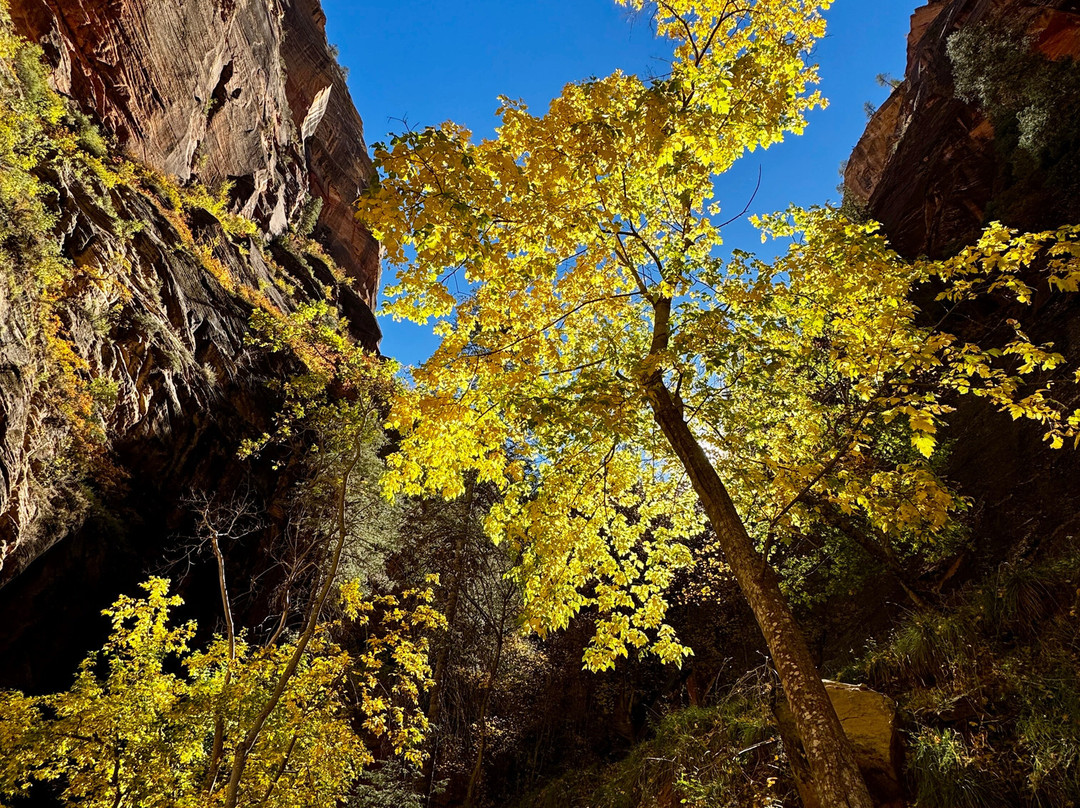 Zion Guru-斯普林代尔必去景点
