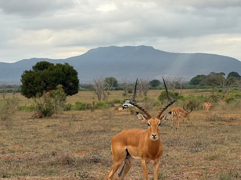 Little Lion Kenya con Rondo Veneziano-瓦塔木必去景点