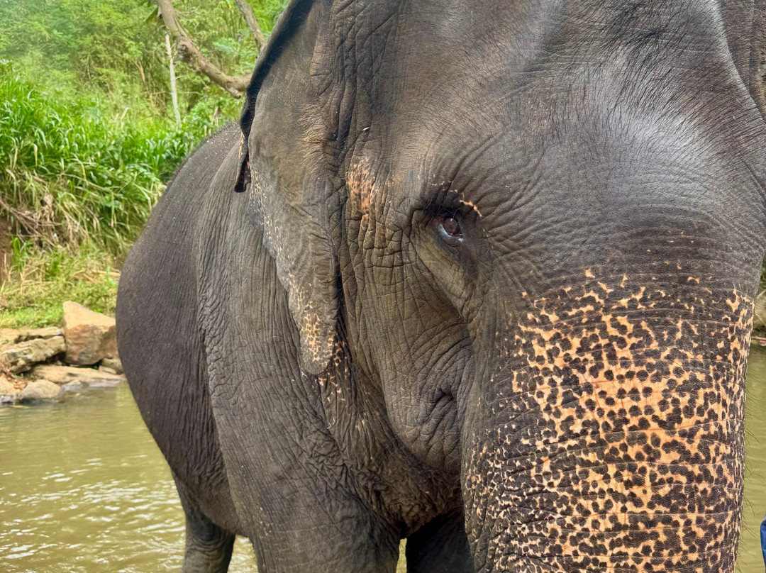 Elephant Freedom Project-凯格勒 必去景点