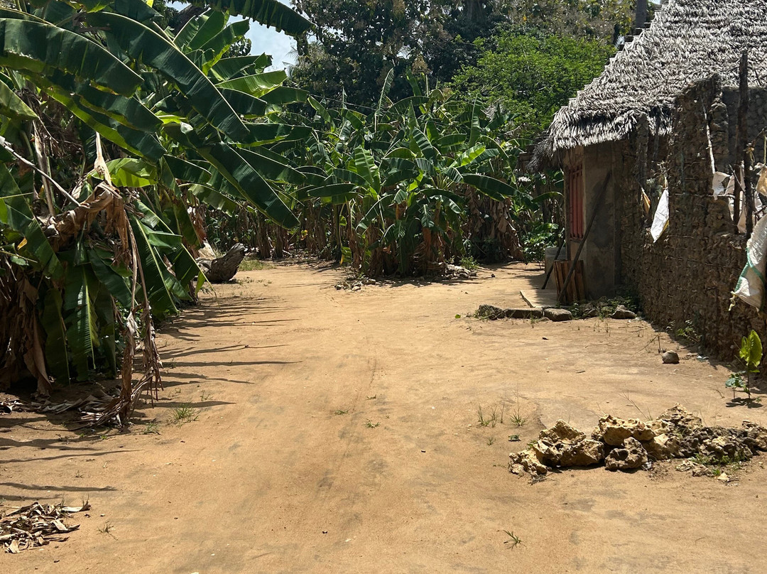 Mafia Whale Shark Tours-Kilindoni必去景点