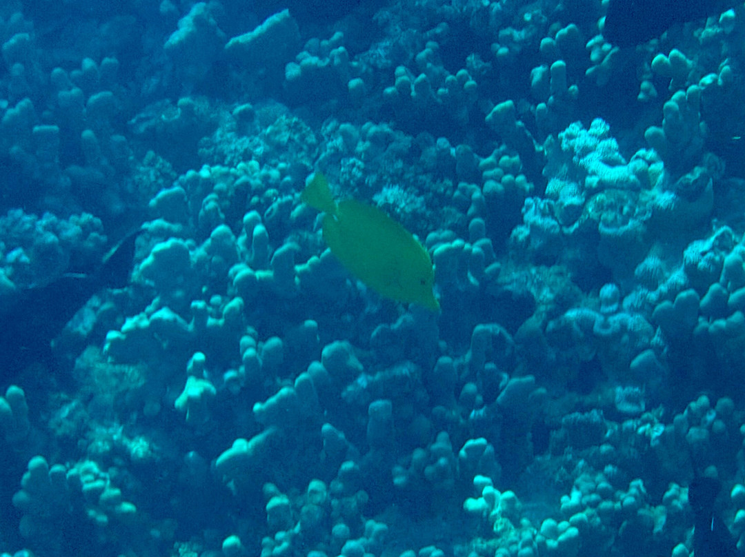 Maui Snorkeling-玛阿拉也亚必去景点