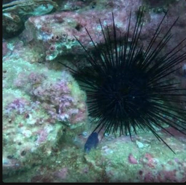 Scuba Diving Anfibios Huatulco-Crucecita必去景点