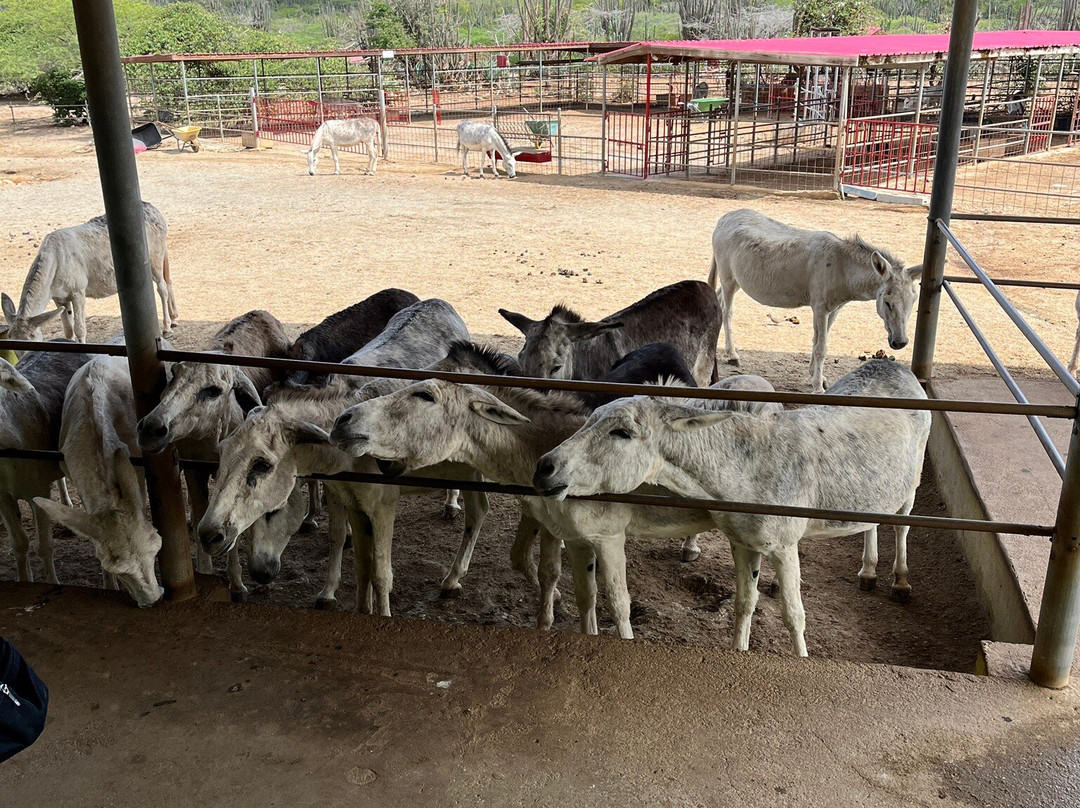 Donkey Sanctuary Aruba-Santa Cruz必去景点