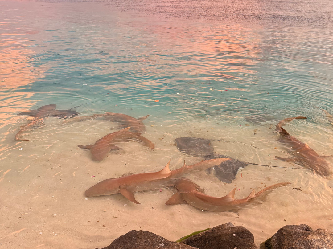 Into the Blue Lodge主图