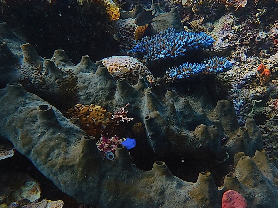 Miguel's Diving Gorontalo-哥伦打洛必去景点