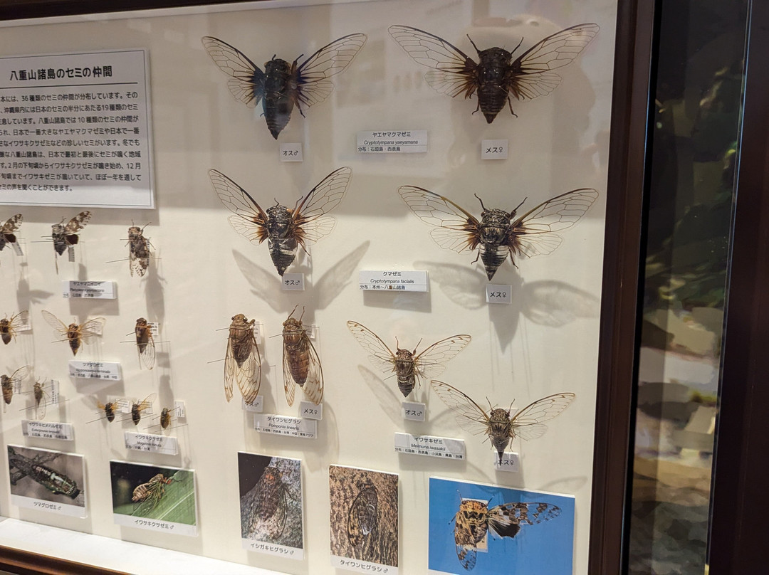 Iriomote Wildlife Conservation Center-竹富町西表岛必去景点