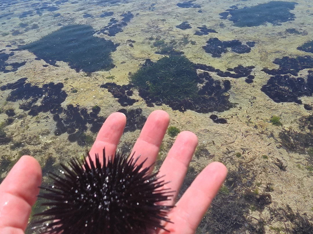 Natural Pool Tiwi African Pool Map.-迪亚尼必去景点