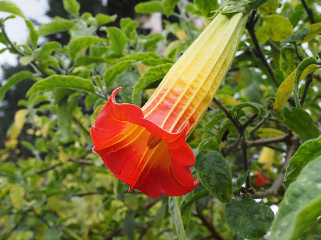 Jardín Botánico de Quito-基多必去景点