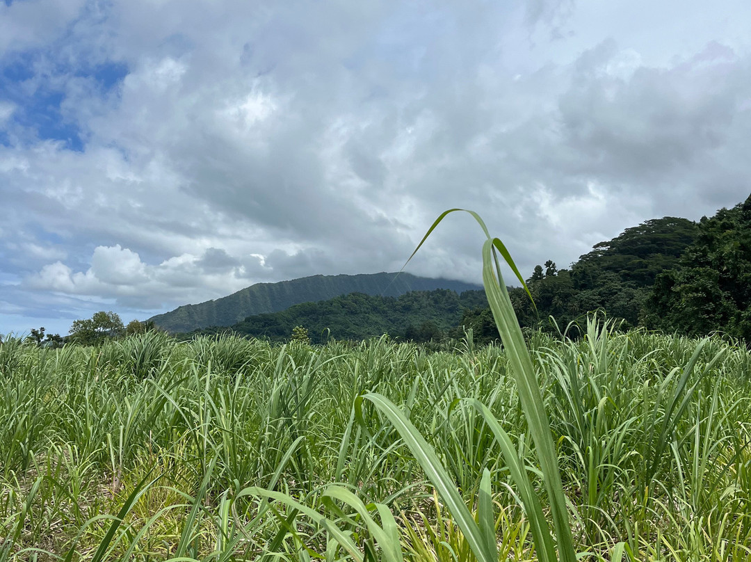 Tamure-Papara必去景点