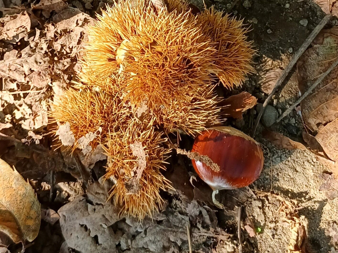 Laghetto di Giussano-Giussano必去景点