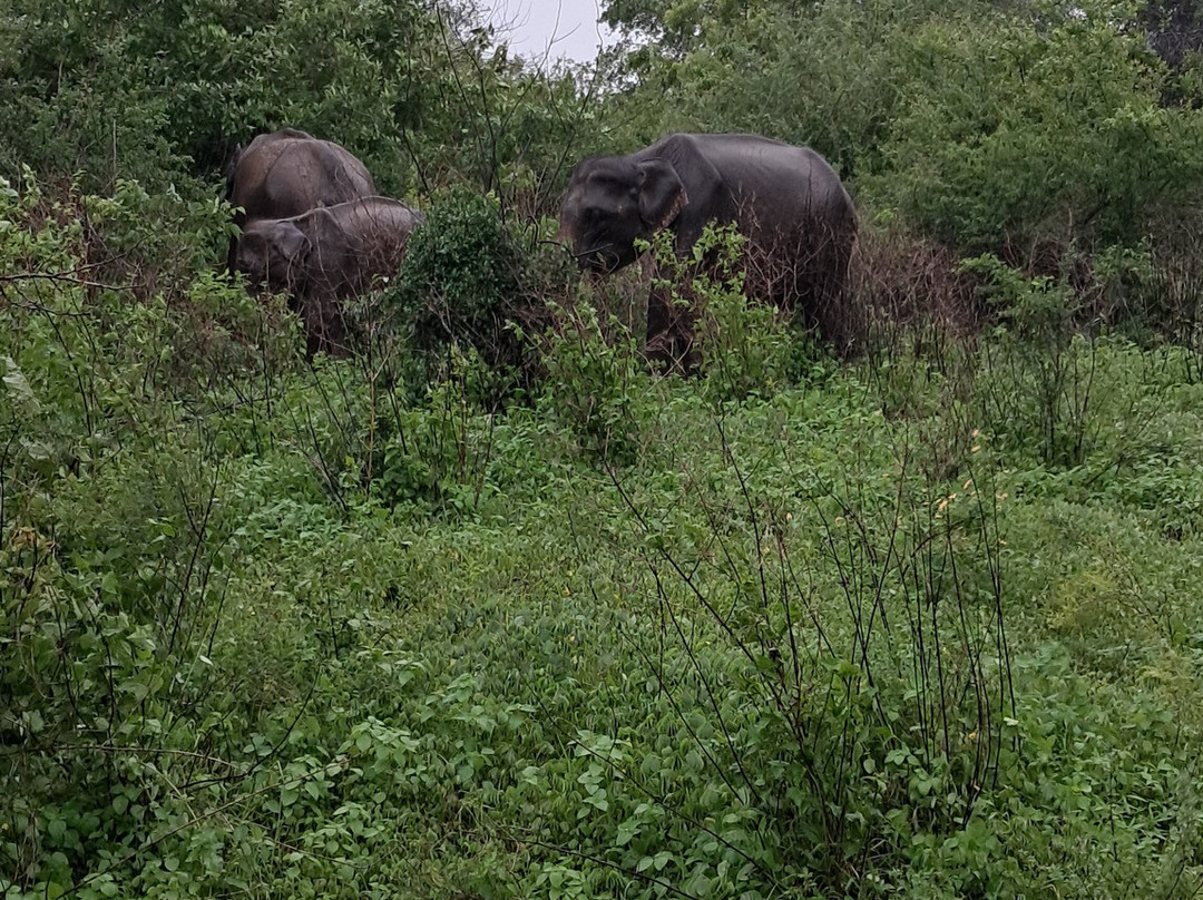 Darshana Tours - Private Driver Sri Lanka-尼甘布必去景点