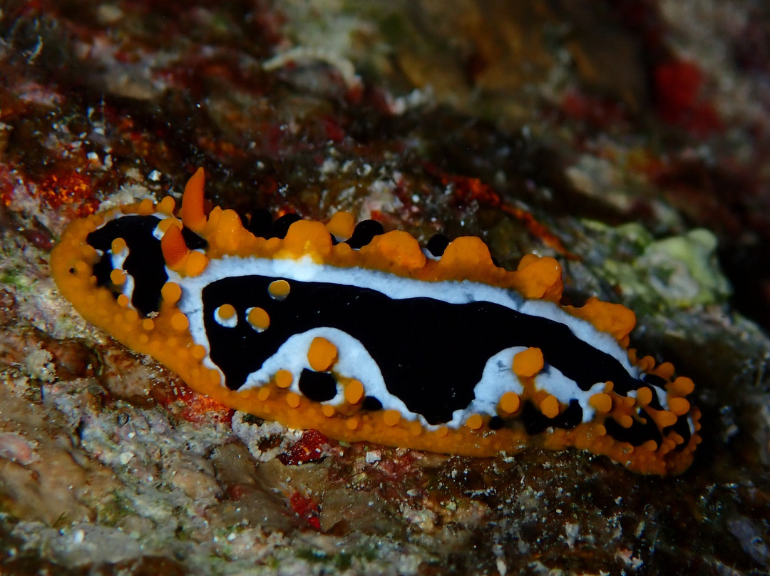 Atlantik Diving Center-艾尔可西利亚必去景点