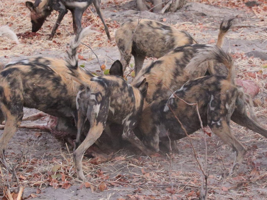 Letaka Safaris-马翁必去景点