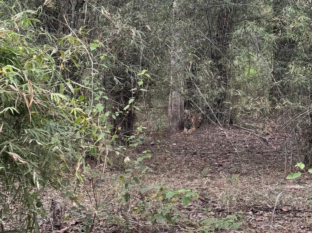 Mahua Kothi, A Taj Safari - Bandhavgarh National Park主图