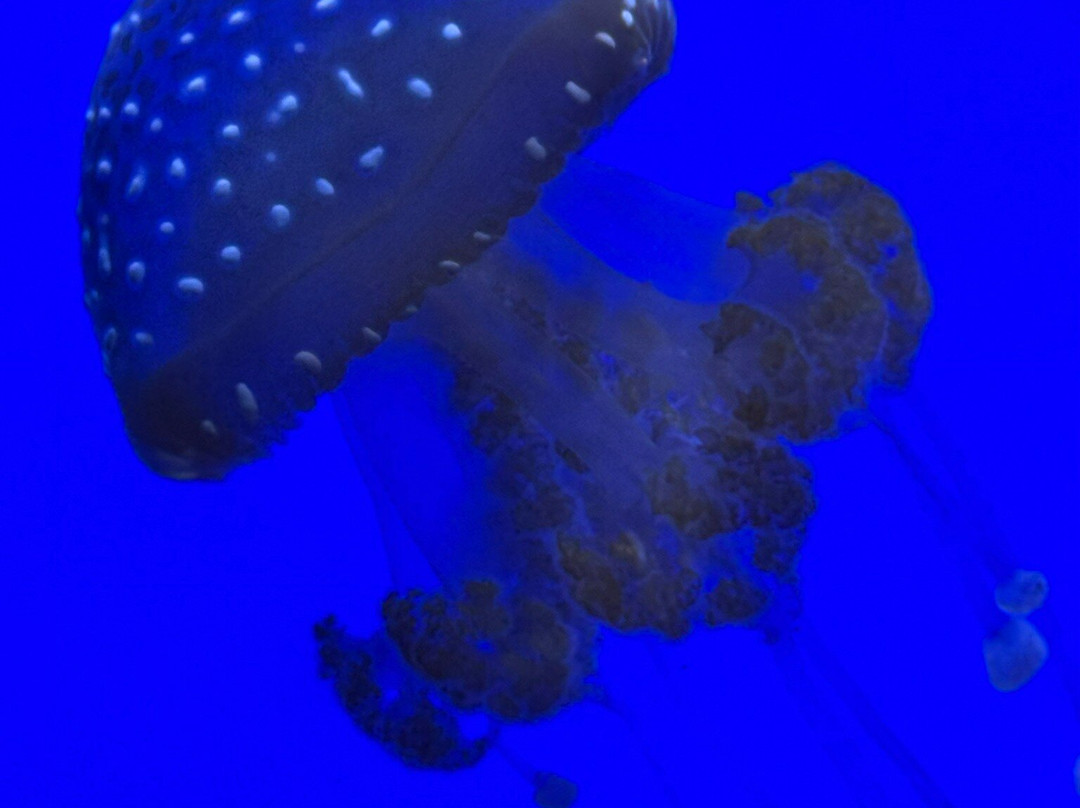 Aquarium de la Guadeloupe-Le Gosier必去景点