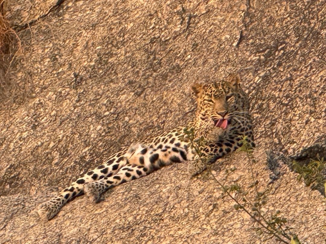 The Wild Cat Eyes-Bera必去景点