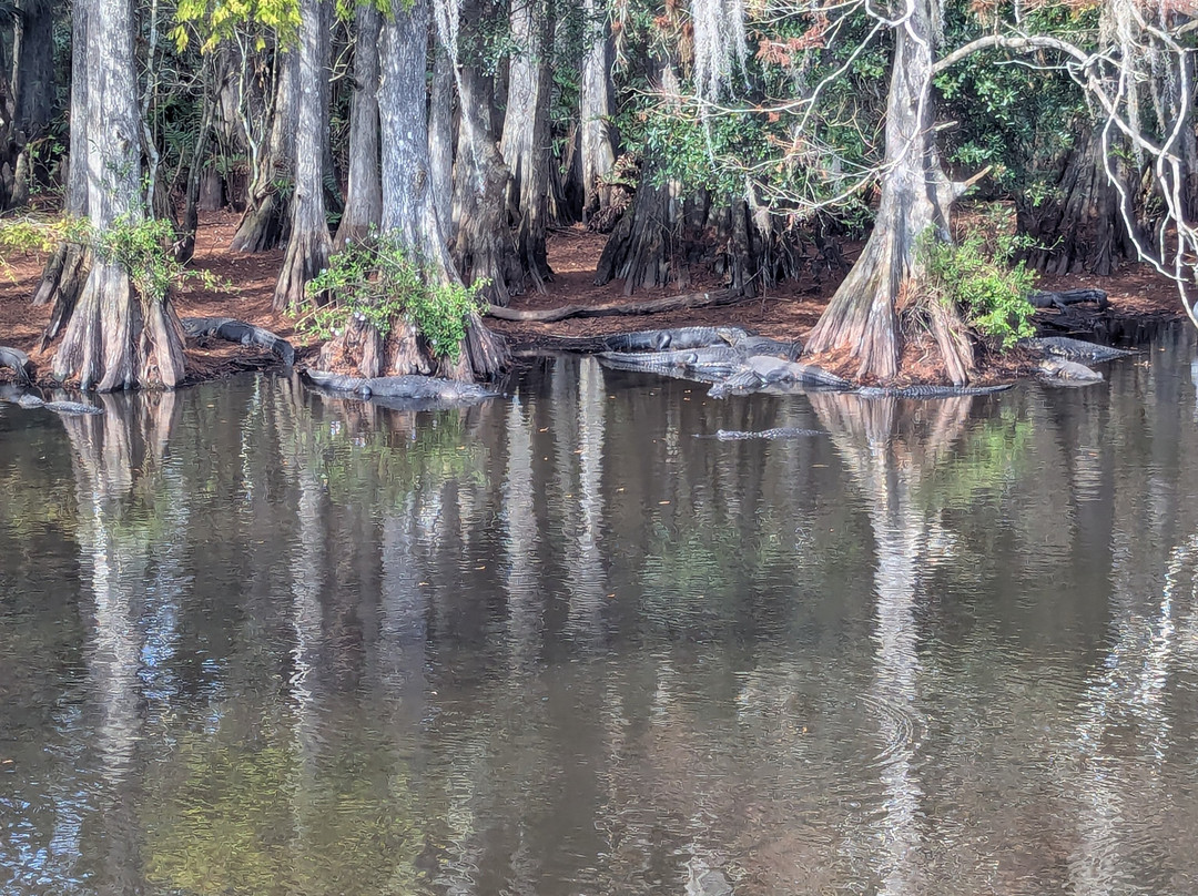 Babcock Ranch Preserve-蓬塔戈尔达必去景点